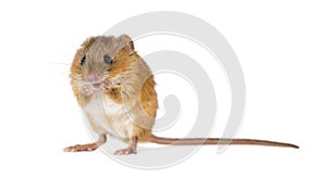 Eurasian harvest mouse, Micromys minutus, isolated on white