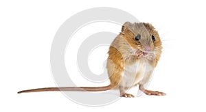 Eurasian harvest mouse, Micromys minutus, isolated on white