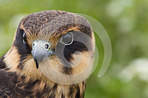 Eurasian hobby