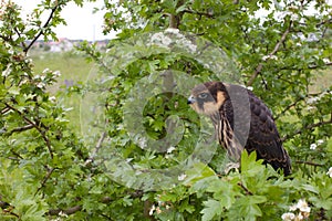 Eurasian hobby