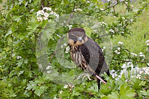 Eurasian hobby