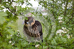 Eurasian hobby