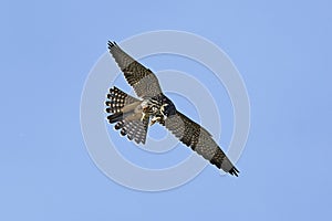 Eurasian hobby Falco subbuteo