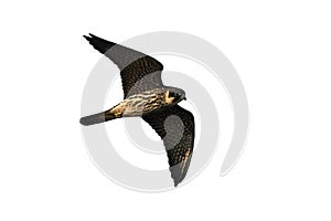 Eurasian hobby Falco subbuteo