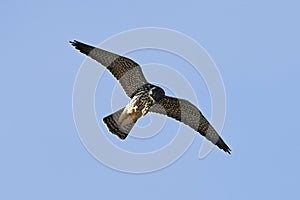 Eurasian hobby Falco subbuteo