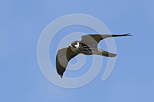 Eurasian hobby Falco subbuteo