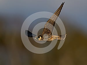 Eurasian hobby Falco subbuteo