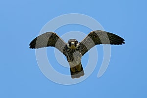 Eurasian hobby Falco subbuteo