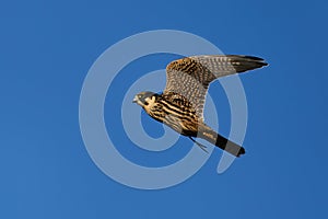 Eurasian hobby Falco subbuteo