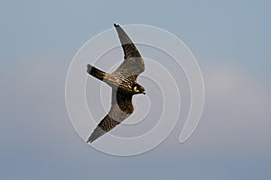 Eurasian hobby Falco subbuteo