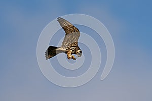 Eurasian hobby Falco subbuteo