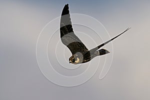 Eurasian hobby Falco subbuteo