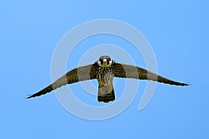 Eurasian hobby Falco subbuteo