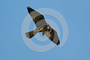 Eurasian hobby Falco subbuteo