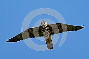 Eurasian hobby Falco subbuteo