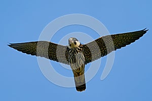 Eurasian hobby Falco subbuteo