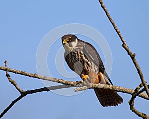 Eurasian hobby (Falco subbuteo