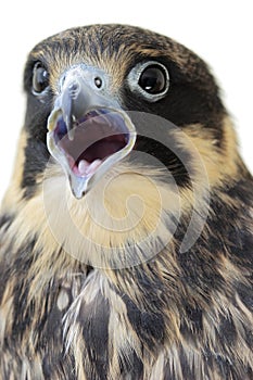 Eurasian Hobby(Falco Subbuteo)