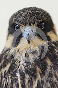 Eurasian Hobby(Falco Subbuteo)