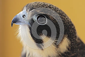 Eurasian Hobby(Falco Subbuteo)