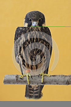 Eurasian Hobby(Falco Subbuteo)