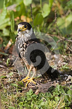 Eurasian Hobby, falco subbuteo, Adult with House sparrow in its Claws, Normandy