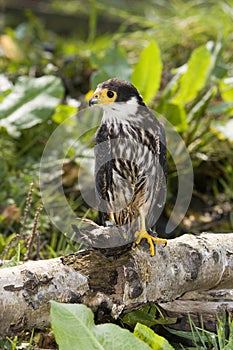 Eurasian Hobby, falco subbuteo, Adult with House sparrow in its Claws, Normandy