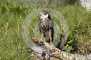 Eurasian Hobby, falco subbuteo, Adult with House sparrow in its Claws, Normandy