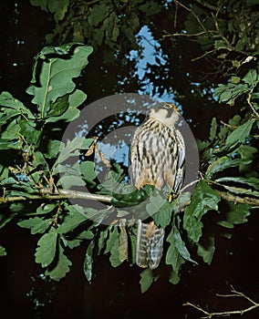 Eurasian Hobby, falco subbuteo, Adult standing on Branch