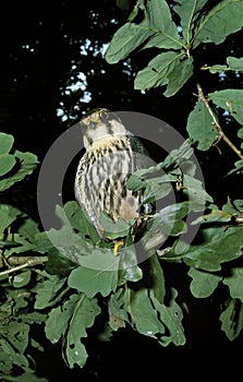 Eurasian Hobby, falco subbuteo, Adult standing on Branch