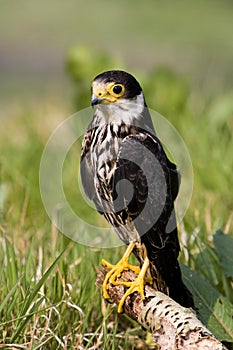 Eurasian Hobby, falco subbuteo, Adult standing on Branch, Normandy