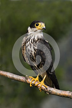 Eurasian Hobby, falco subbuteo, Adult standing on Branch, Normandy