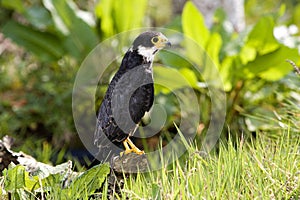 Eurasian Hobby, falco subbuteo, Adult standing on Branch, Normandy