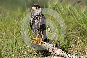 Eurasian Hobby, falco subbuteo, Adult standing on Branch, Normandy