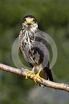 Eurasian Hobby, falco subbuteo, Adult standing on Branch, Normandy