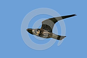 Eurasian hobby Falco subbuteo in flight in its natural enviroment in Denmark