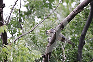 Eurasian hobby (Falco subbuteo) in Japan