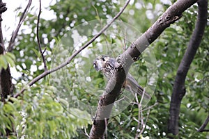 Eurasian hobby (Falco subbuteo) in Japan