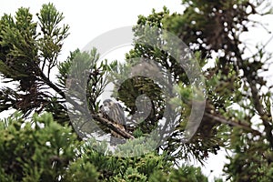 Eurasian hobby (Falco subbuteo) in Japan