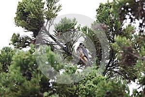 Eurasian hobby (Falco subbuteo) in Japan