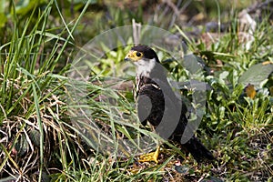 Eurasian Hobby, falco subbuteo, Normandy