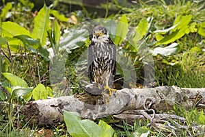 Eurasian Hobby, falco subbuteo, with a Prey, Normandy