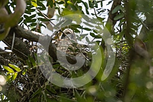 Eurasian hobby Falco subbuteo, is a small bird of prey from the family of falcons