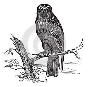 Eurasian Hobby or Falco subbuteo vintage engraving