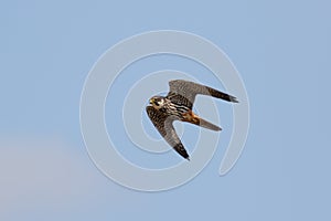 Eurasian Hobby falcon Falco subbuteo flying, in flight