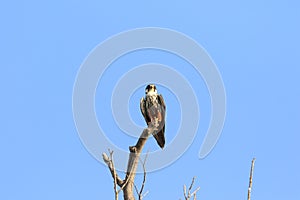 Eurasian hobby in Japan