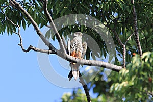 Eurasian hobby in Japan