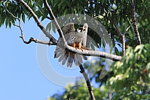 Eurasian hobby in Japan