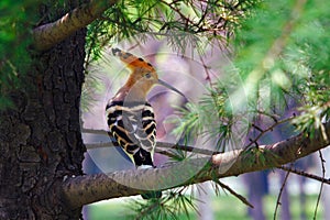 Eurasian Hoopoe -2