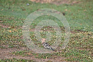 An Eurasian Hoopoe